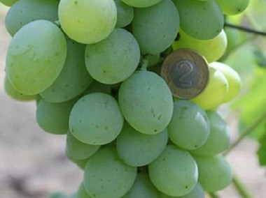 WINOROŚL -Sadzonki winogron BIEŁYJ KOKŁ-1