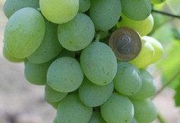 WINOROŚL -Sadzonki winogron BIEŁYJ KOKŁ