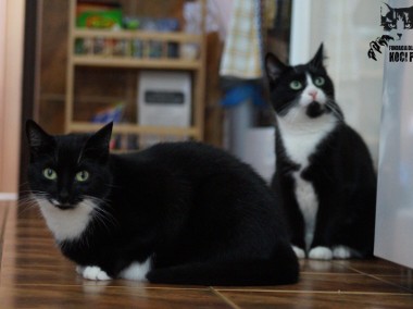 Kotki Dosia i Debi szukają domku! Piękne dwa pingwinki - Fundacja ''Koci Pazur''-1