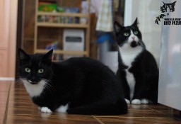Koty Dosia i Debi szukają domku! Piękne dwa pingwinki - Fundacja ''Koci Pazur''