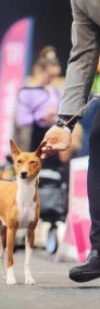 Basenji szczenięta-4