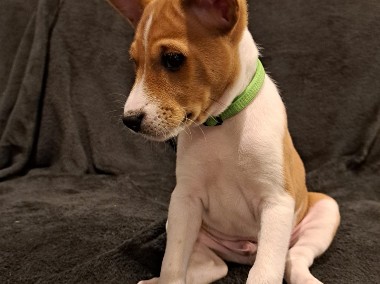 Basenji szczenięta-1