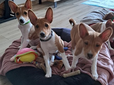 Basenji szczenięta-1