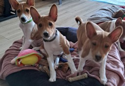 Basenji szczenięta