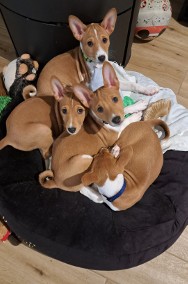 Basenji szczenięta-2