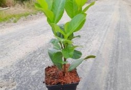 Laurowiśnia ROTUNDIFOLIA 10-30 cm Donica 0,5-2 L Dostawa gratis 40 sztuk