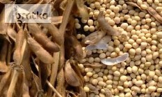 Ukraina.Soja warzywna,nasiona suche 1,4 zl/kg,olej,makuch,maczka.