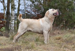 Labrador dorosłe psy i suki na sprzedaż ZKwP