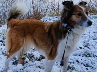 SALSA - cudna sunia w typie collie do adopcji-1