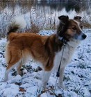 SALSA - cudna sunia w typie collie do adopcji