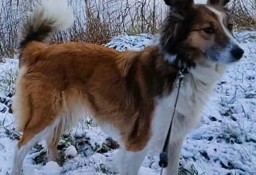 SALSA - cudna sunia w typie collie do adopcji