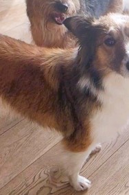 SALSA - cudna sunia w typie collie do adopcji-2