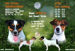 Szczenię Jack Russell Terrier - zapowiedzi miotu