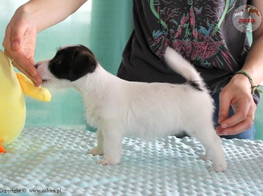 Szczenię Jack Russell Terrier - zapowiedzi miotu-1