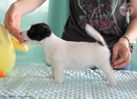 Szczenię Jack Russell Terrier - zapowiedzi miotu