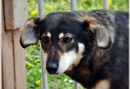 Mela - szuka domu z drugim, socjalnym psem