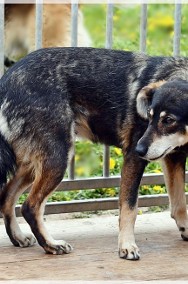 Mela - szuka domu z drugim, socjalnym psem-2