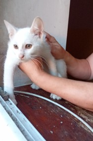 Białe kotki oraz pręgowaty kotek szukają domku tel 699858792 Ząbkowice Śląskiesk-2