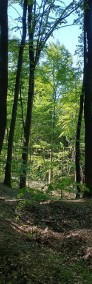 Las W Gwoźdzcu -3