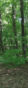 Las W Gwoźdzcu -4