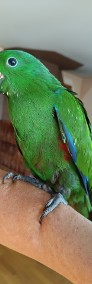 Papugi lory-4