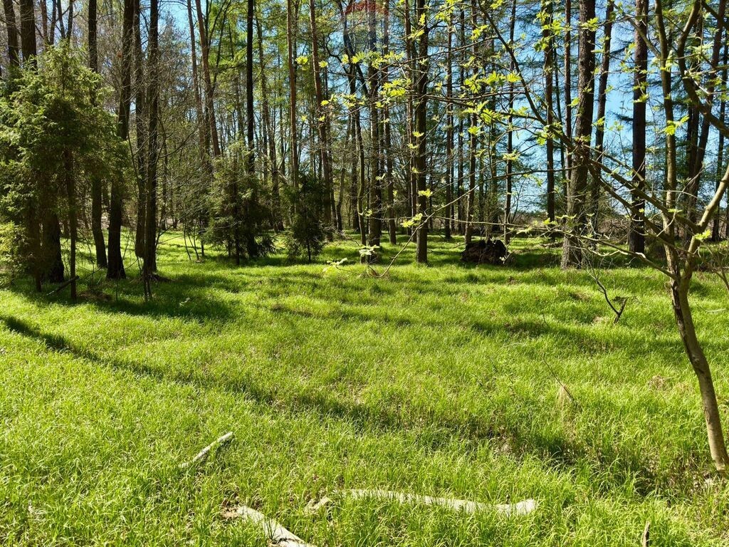 Działka leśna Jankowice 4110 m² Świerklany - Widok 2