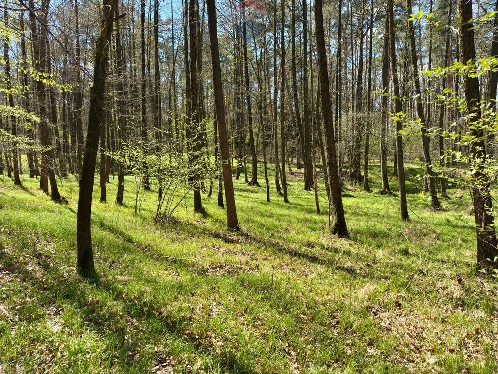 Działka leśna Jankowice 4110 m² Świerklany - Widok 3