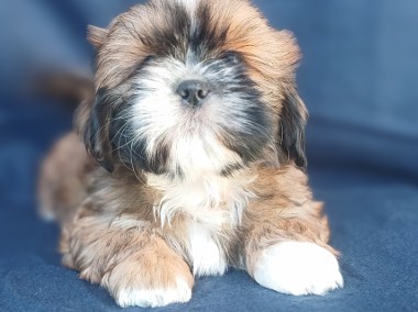 Shih Tzu chłopak złoty z białym -1