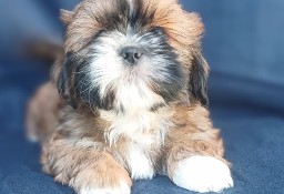 Shih Tzu chłopak złoty z białym 