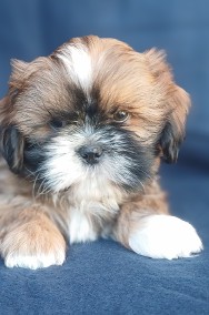 Shih Tzu chłopak złoty z białym -2