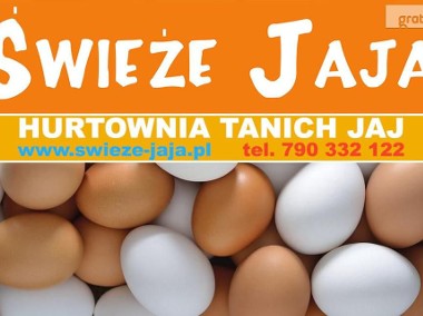 Hurt - Jajka - wiejskie, ekologiczne - Miód - Miody - Poznań-1