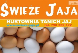Hurt - Jajka - wiejskie, ekologiczne - Miód - Miody - Poznań