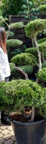 Bonsai , bonsai do ogrodu , bonsai ogrodowe , krzewy formowane Bielsko Biała-3
