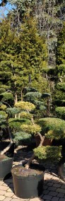 Bonsai , bonsai do ogrodu , bonsai ogrodowe , krzewy formowane Bielsko Biała-4