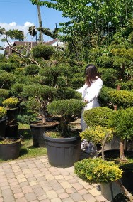 Bonsai , bonsai do ogrodu , bonsai ogrodowe , krzewy formowane Bielsko Biała-2