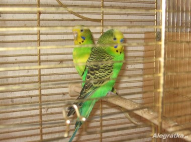 Papugi faliste i nimfy pary lęgowe likwidacja hodowli-1