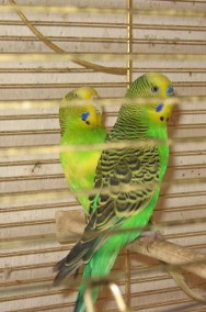 Papugi faliste i nimfy pary lęgowe likwidacja hodowli-2