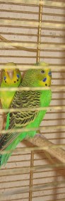 Papugi faliste i nimfy pary lęgowe likwidacja hodowli-3