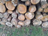 Sosnowe drewno (opał i tartaczne)