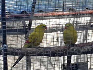 Papugi Górskie Pastele dorosłe pary lęgowe -1