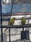 Papugi Górskie Pastele dorosłe pary lęgowe 