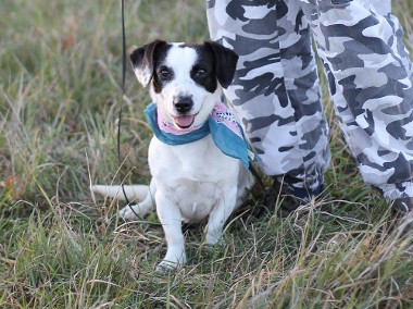 Prześliczna Migotka do adopcji.-1