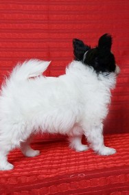 PAPILLON spaniel miniaturowy suczka piesek ZKwP FCI rodowód, badania-2