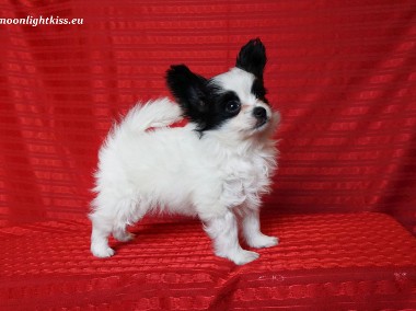 PAPILLON spaniel miniaturowy suczka piesek ZKwP FCI rodowód, badania-1