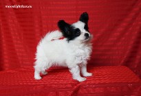 PAPILLON spaniel miniaturowy suczka piesek ZKwP FCI rodowód, badania