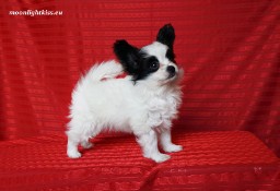 PAPILLON spaniel miniaturowy suczka piesek ZKwP FCI rodowód, badania