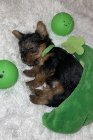 Yorkshire Terrier ZKwP FCI -2