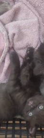 4 kotki po czarnym brytyjczyku-4