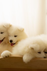 Samoyed-2