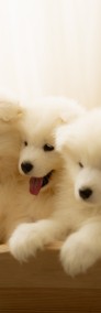 Samoyed-3